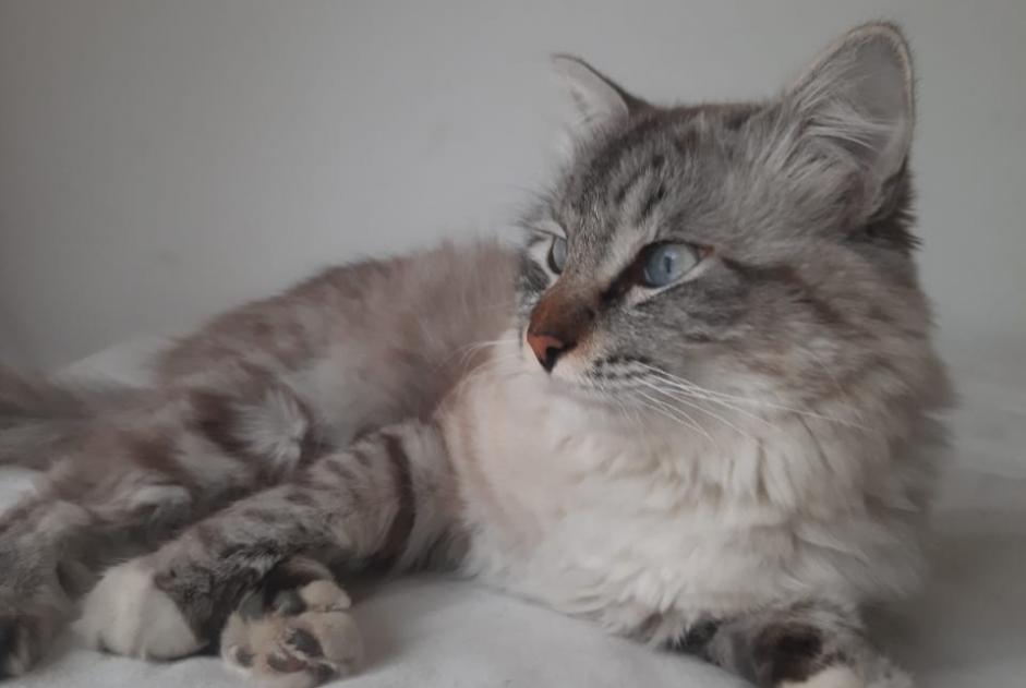 Vermisstmeldung Katze rassenmischung Männliche , 1 jahre Le Tampon Frankreich
