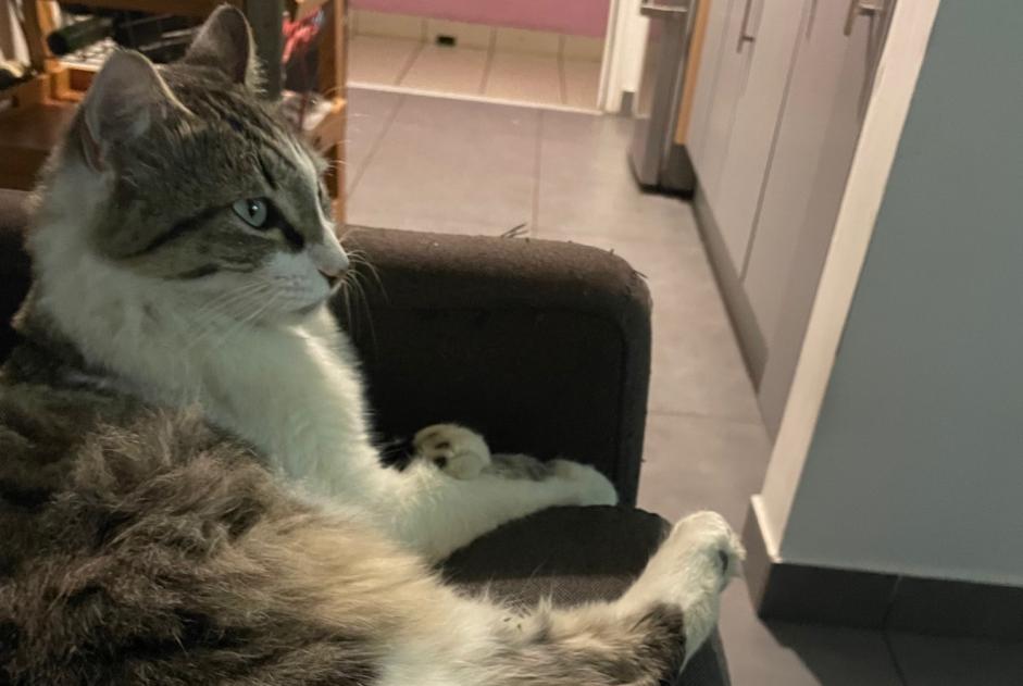 Vermisstmeldung Katze Weiblich , 2 jahre St Paul Frankreich