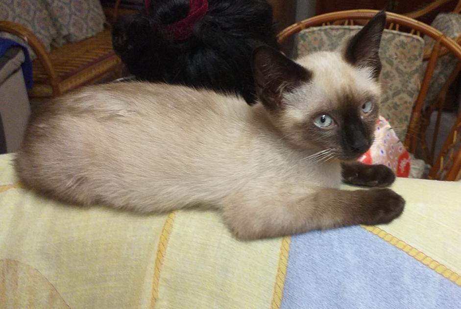 Alerta de Desaparición Gato  Macho , 2 años Sainte-Marie Francia