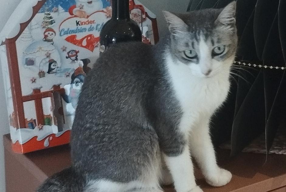 Alerte Disparition Chat Femelle , 2 ans Saint-Pierre France