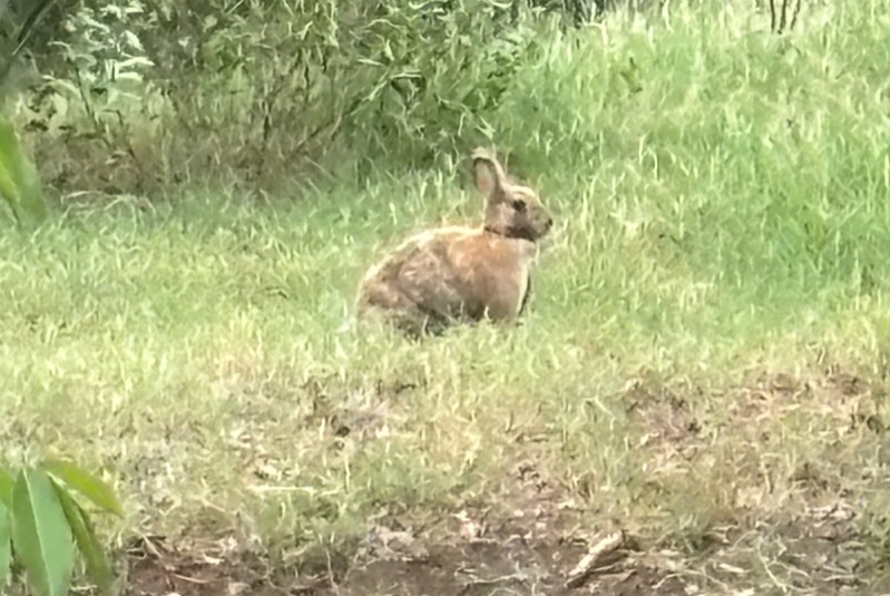 Alerte Disparition Lapin Mâle , 2025 ans Saint-Paul France