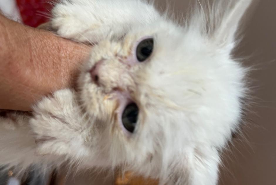 Avviso Ritrovamento Gatto incrocio di razze Non conosciuta Entre-Deux Francia