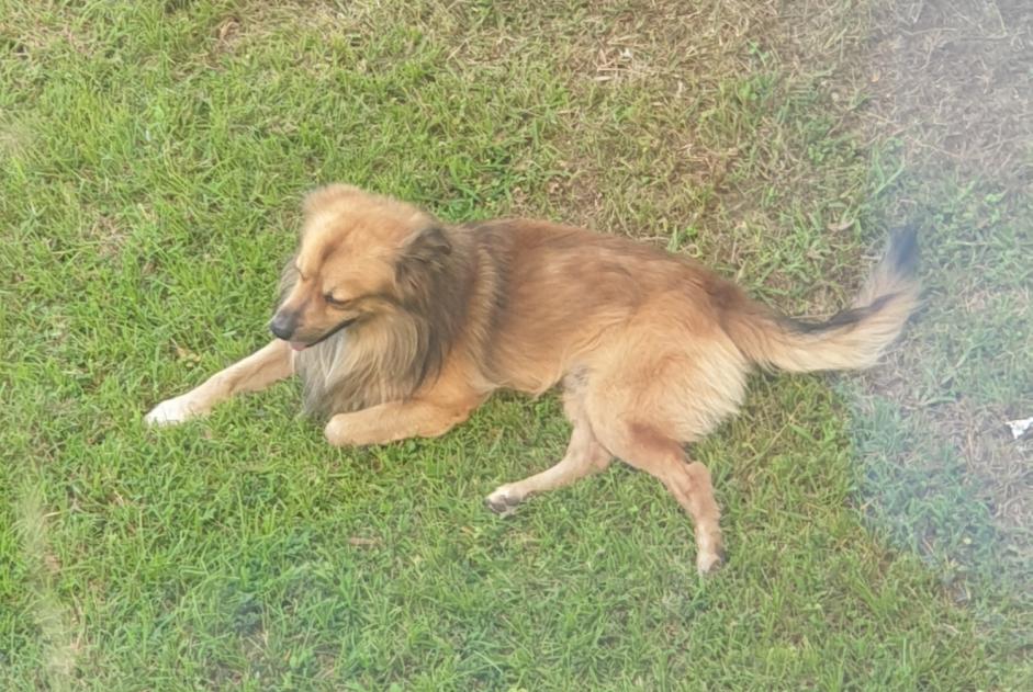 Ontdekkingsalarm Hond rassenvermenging Mannetje Saint Denis Frankrijk