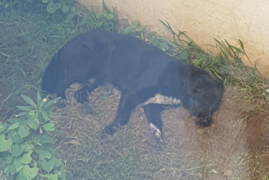 Ontdekkingsalarm Hond rassenvermenging Mannetje Saint Denis Frankrijk