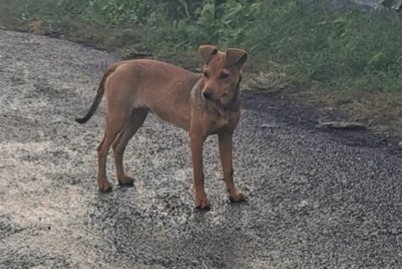 Ontdekkingsalarm Hond Onbekend Saint-Pierre Frankrijk