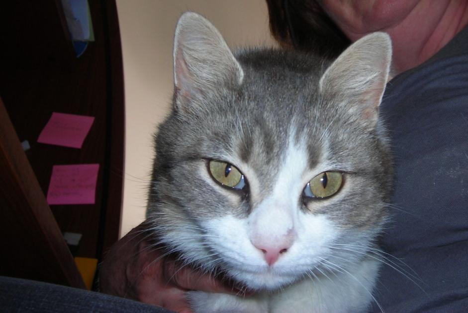 Alerta desaparecimento Gato cruzamento Fêmea , 12 anos Franqueville-Saint-Pierre France Alerta desaparecimento Gato cruzamento Fêmea , 12 anos Franqueville-Saint-Pierre France